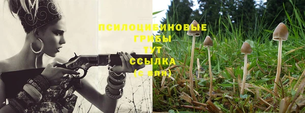 прущие грибы Корсаков