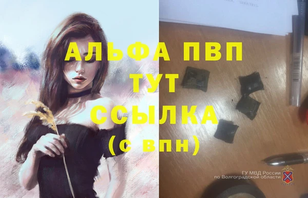прущие грибы Корсаков